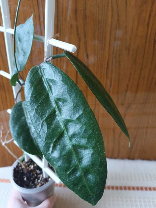 Хойя Megalaster.