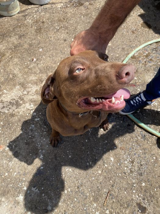 Cão macho para ADOÇÃO Snoopy