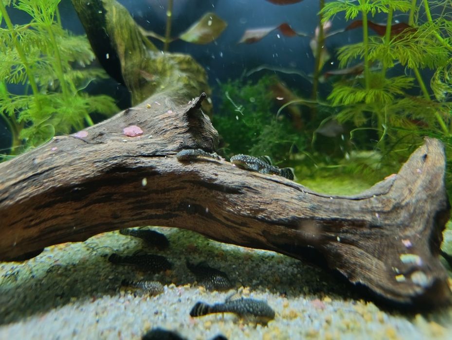 Glonojad zbrojniki pospolity