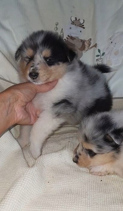 Колли мальчик и девочка