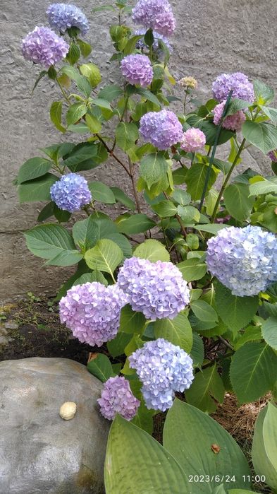 Продаются гортензии