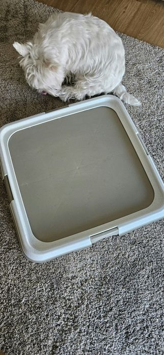 Tabuleiro higiénico para cães