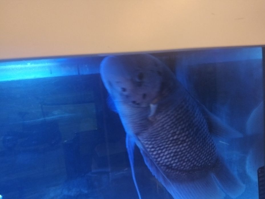 Grumi gigante, muito lindo