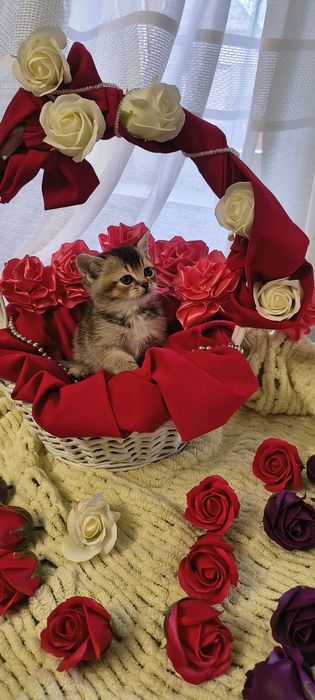 Продається золота кішечка