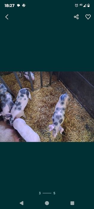 Продам поросят (домашних (