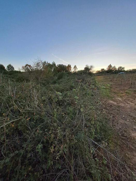Terrenos agrícola Abrigada