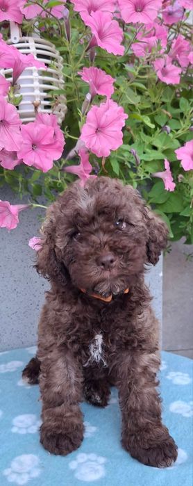 Lagotto Romagnolo