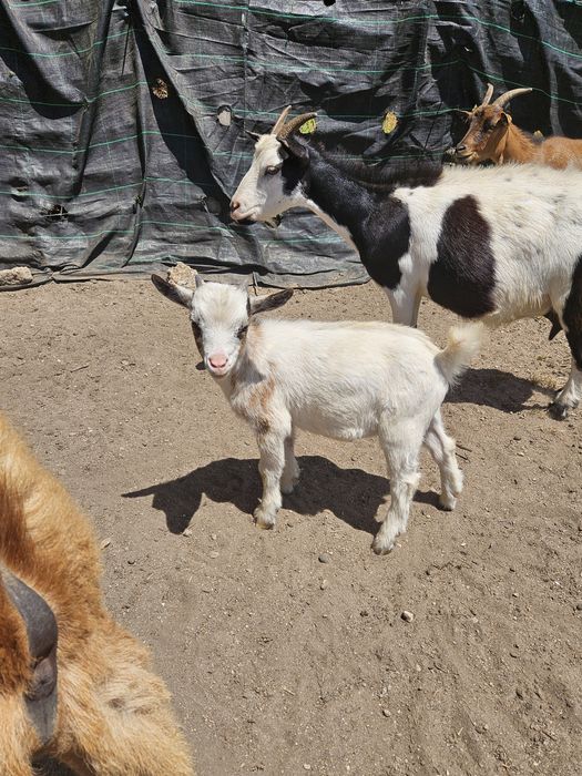 Cabrito macho anão para venda