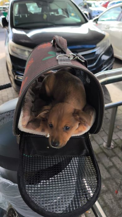 Raçadefinita cadela