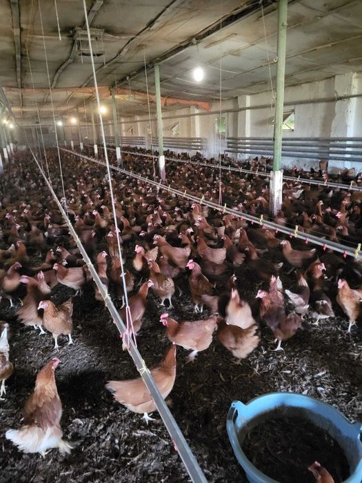 Kury nioski młode z jajkami 25 tyg.ROSA Dominant kolorowe kurki WYBIEG