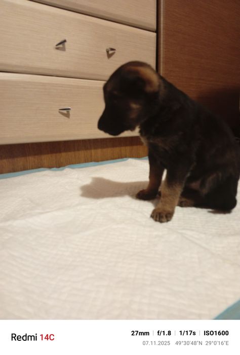 Собачка дівчинка, дворняшка. безкоштовно