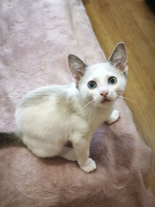 Котеня в гарні руки