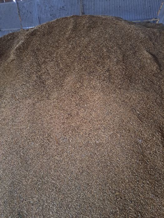 Sprzedam Owies Zboze