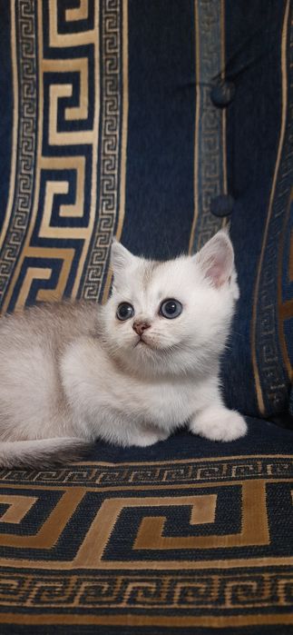 Серебристые шиншиллы прямоухие шотландские  котята.