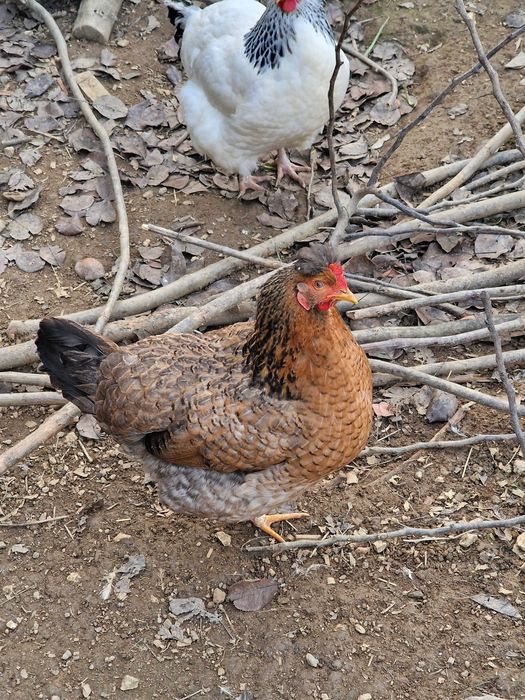Ovos Galados - Azuis - Verdes - Cream Legbar-Barnevelder - Ayam Acemi
