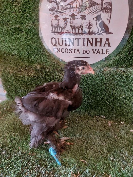 Pintos brahmas Black