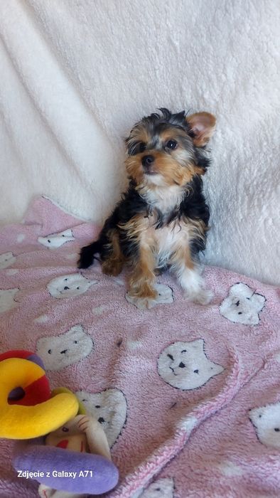 Yorkshire Terrier Biewer minimini Carrier GOTOWY DO ODBIORU!
