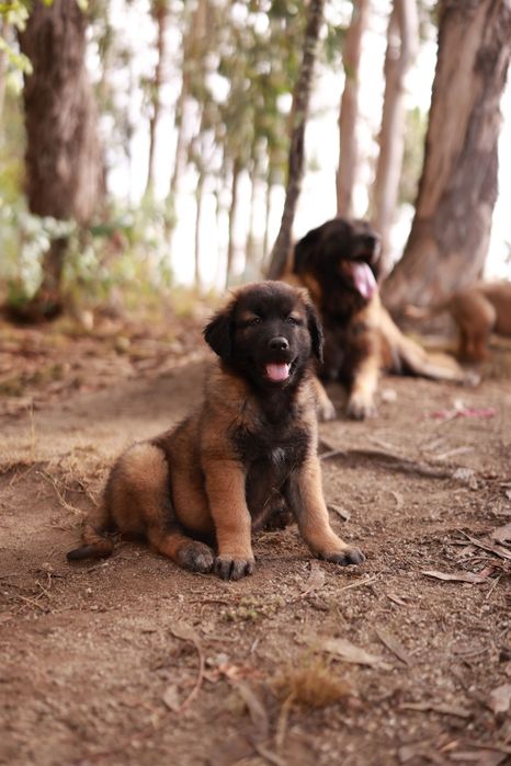 Cachorro (a) Serra da Estrela