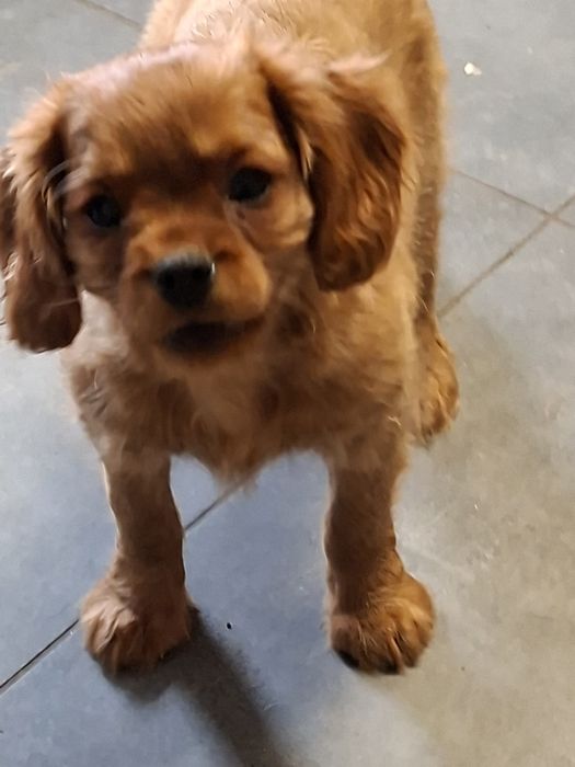 Cavalier King Charles spaniel piesek rubinowy