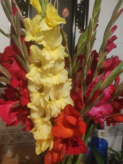 Гладиолусы сортовые,микс сортов