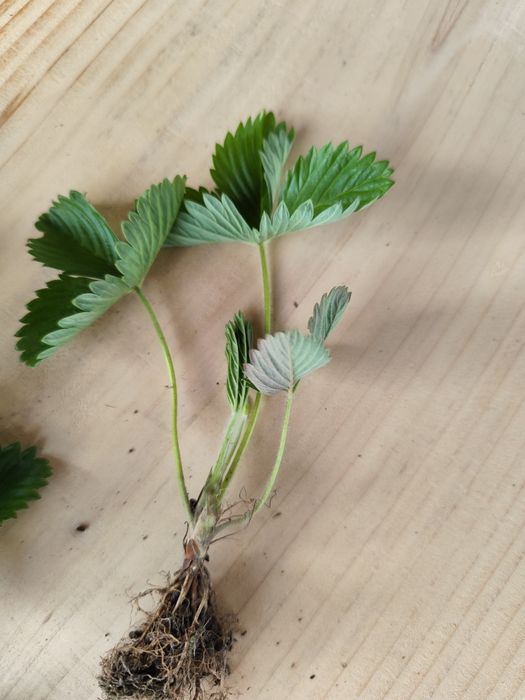 Sadzonki poziomek, truskawek