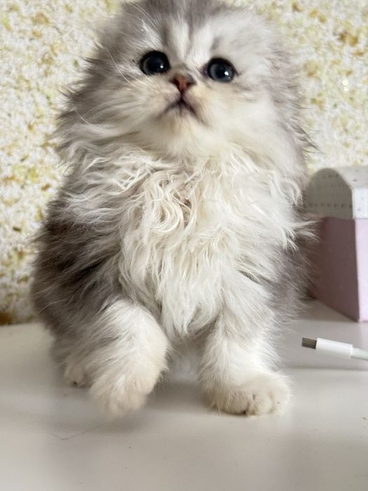 Femea scottish fold