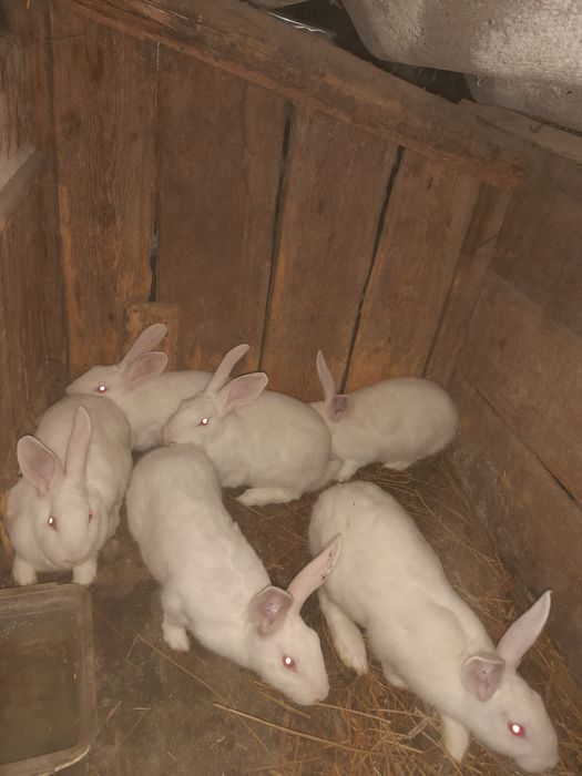 Продам термонців