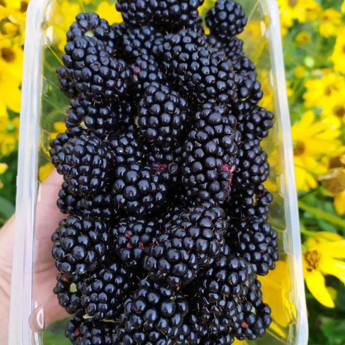 Саженцы   ежевики