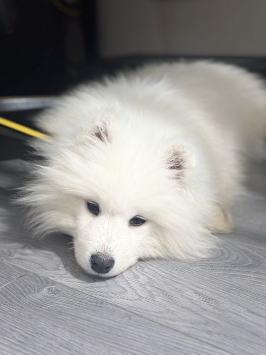 Самоїд хлопчик шукає свою родину