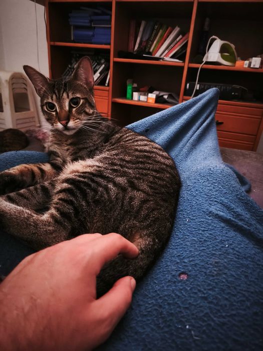 Para dar 2 gatinhos com 1 ano