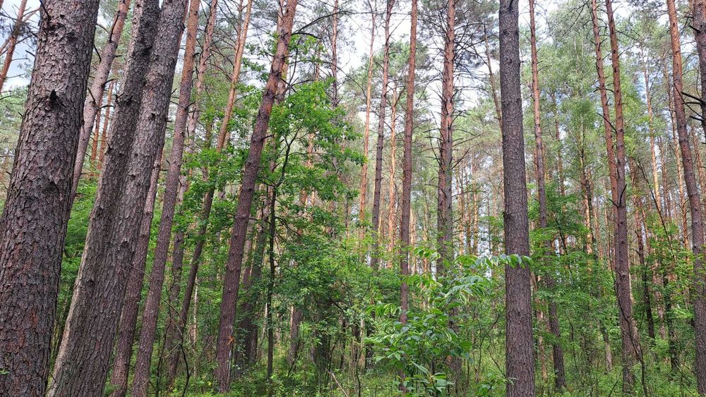 Dojrzały las sosnowy 3,2686 ha wraz z działką - Widok 3