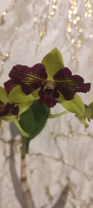 Дендробіум Tongchai gold 3 lips