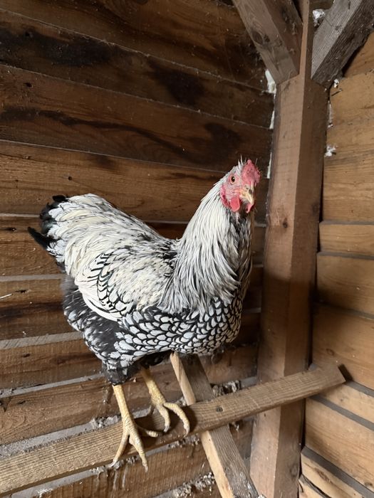 Kogut Wyandotte srebrnołuskowany