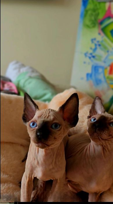 Przepiękna koteczka nienieski oczka,kot sfinks