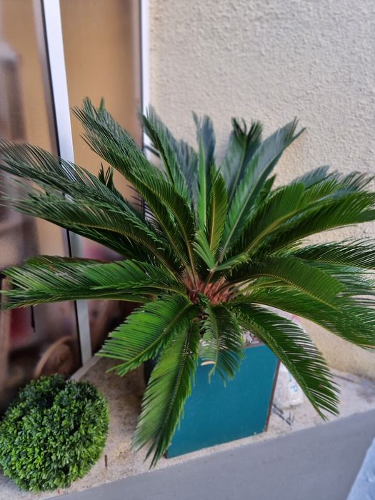 Plantas jardim decoração