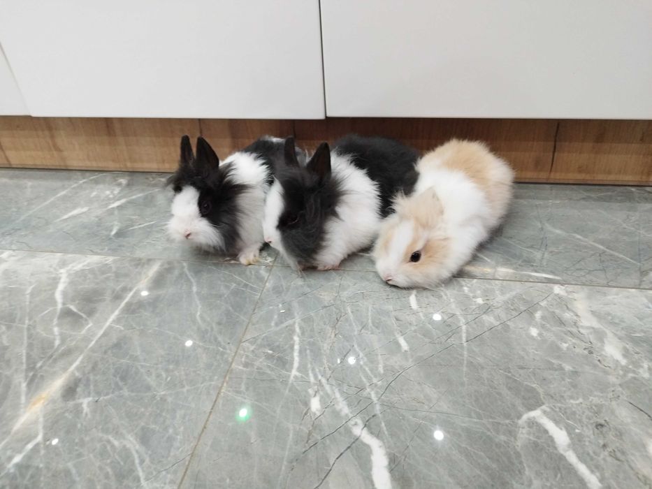 Króliki miniaturki Teddy Lewki młode