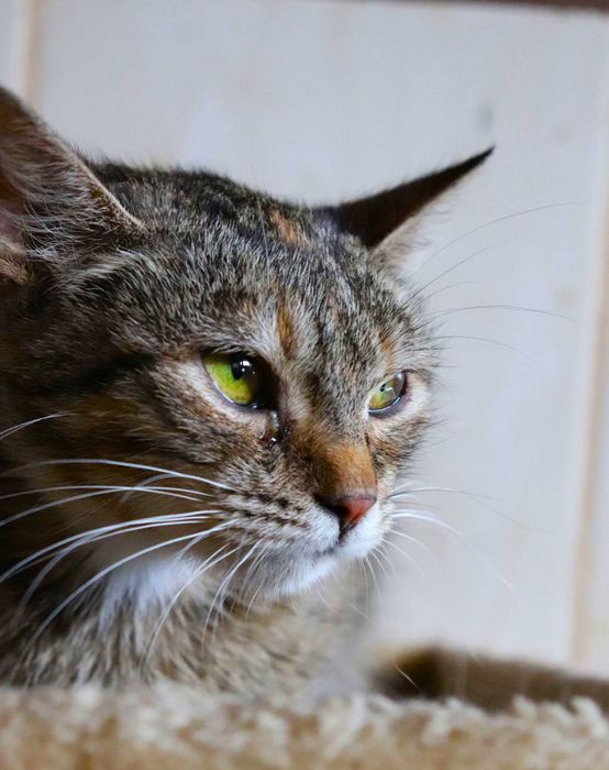 Chilli – delikatna, kochana kotka szuka spokojnego domu