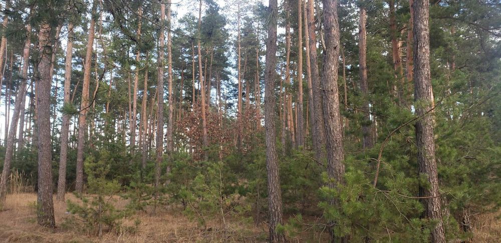 Продажа,обмен 2га с.Марьяновка осг фасад, асфальт