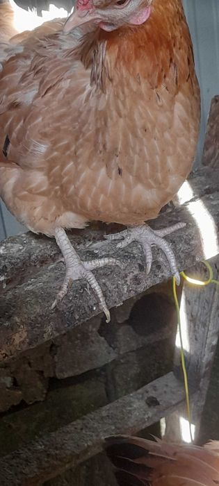 Aves adultas boas a por ovos