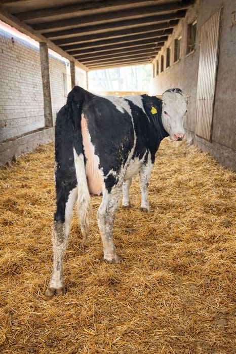 Sprzedam jałówki wysokocielne