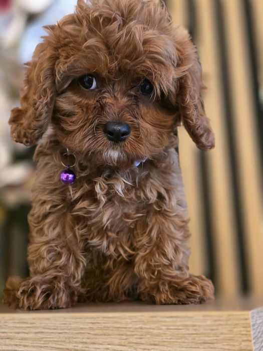 Cavapoo.Samiec F.1.Badania genetyczne.Do odbioru.