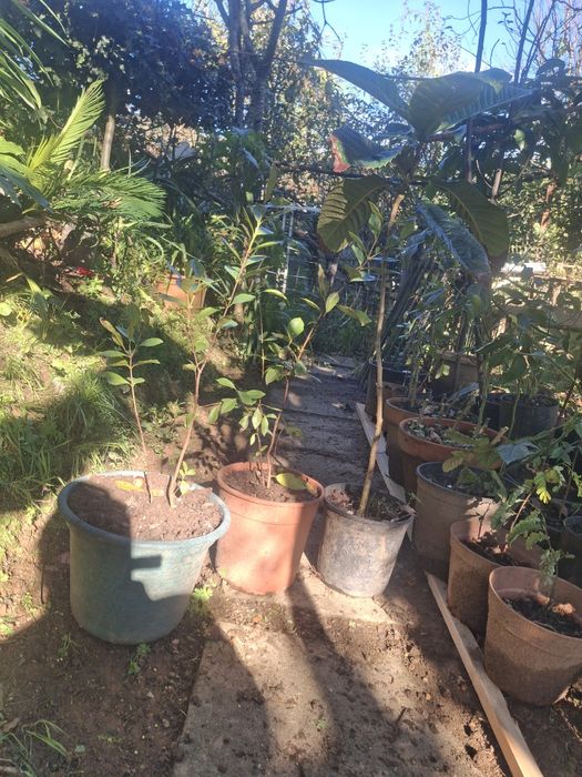 Vendo varias árvores de fruta