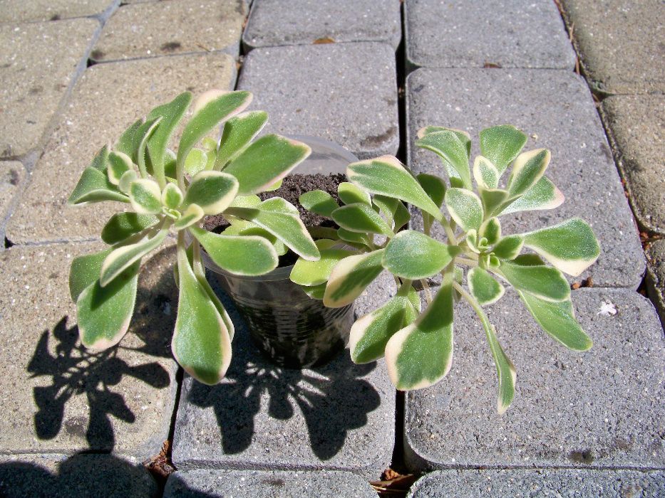 Aeonium domesticum variegata