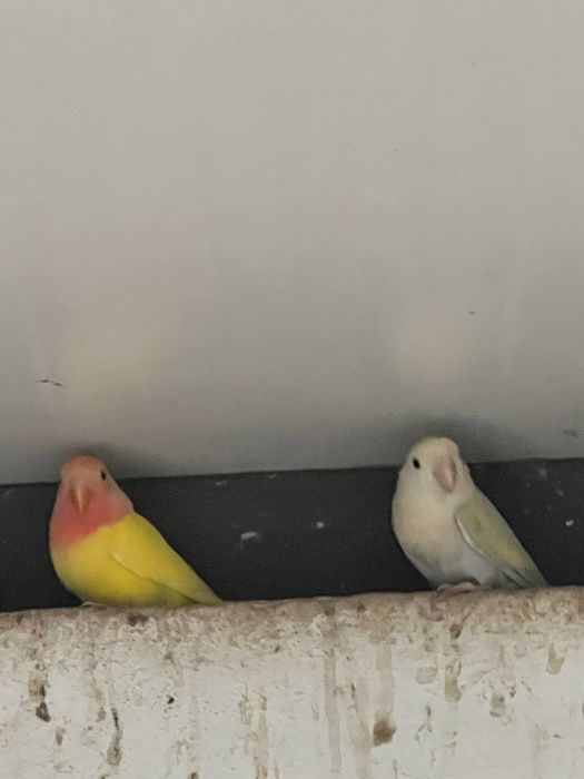 Agaponis roseicollis