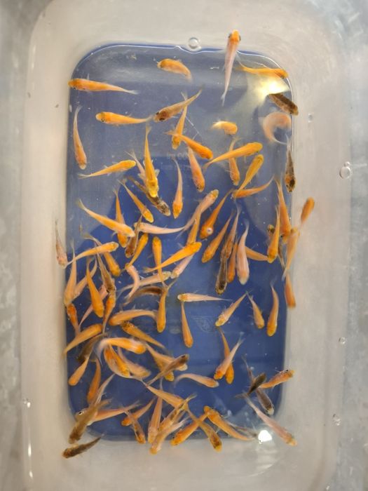 Карп кои и комета . Рыба для декоративного пруда.