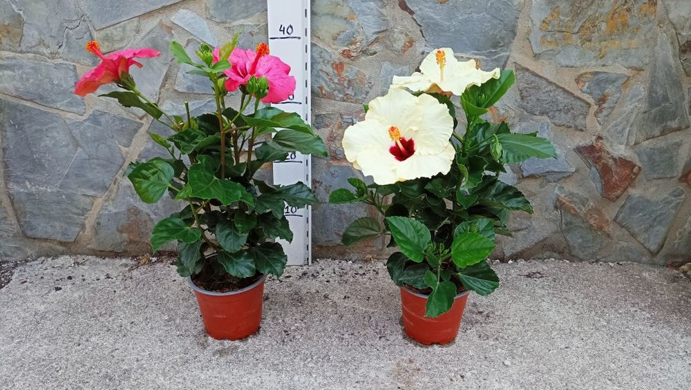 Hibisco sinensis amarelo