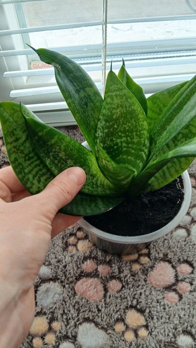 Сансев’єрія кімнатна квітка