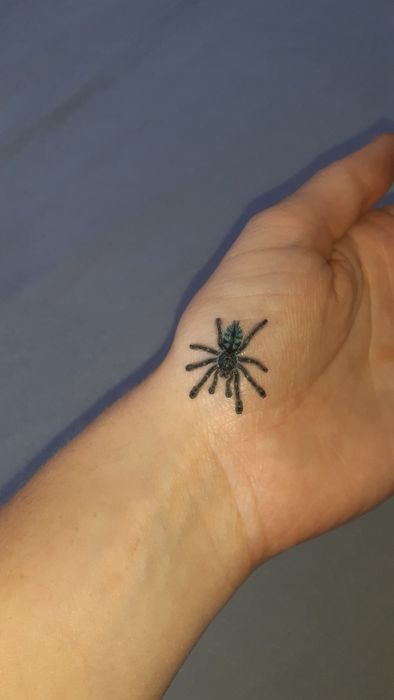 Caribena Versicolor maluchy