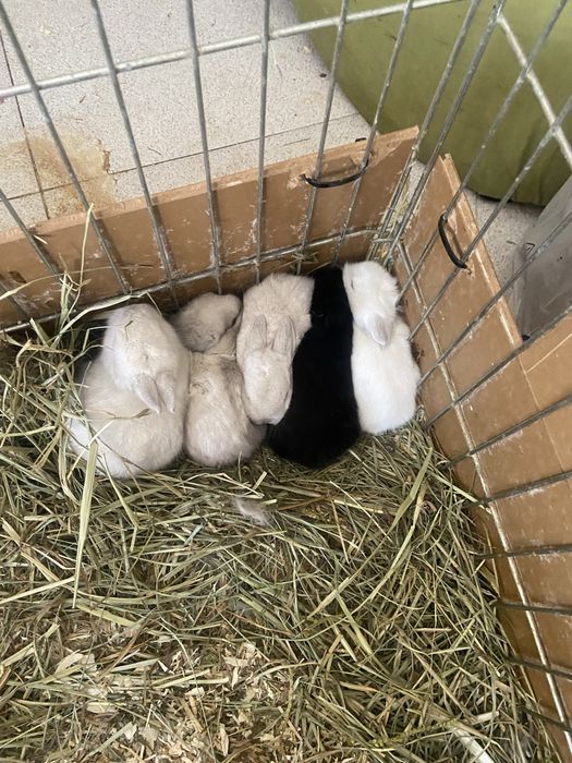 Coelhos anões bebes