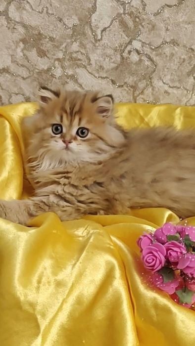 Длинношерстный мальчик золотая шиншилла